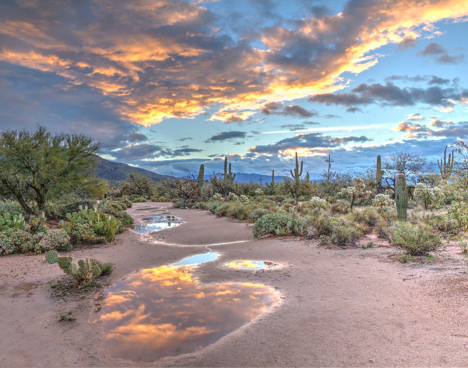 Rainwater puddles among saguaros after a desert storm